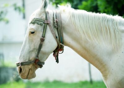 White Horse