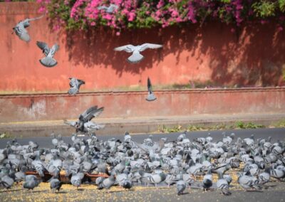 Birds Flying - Jaipur