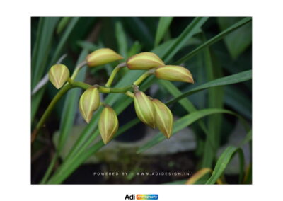 Lily