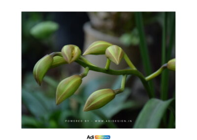 Lily