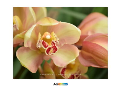 Lily