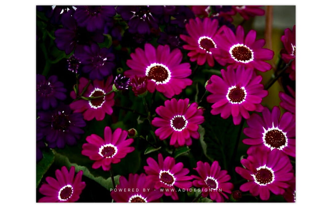 Florist's cineraria
