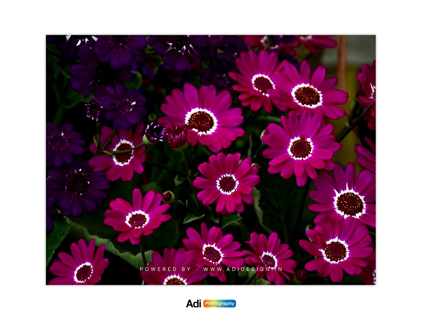 Florist's Cineraria