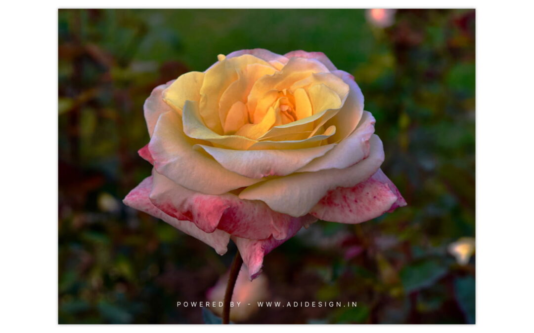 Multiple Color Rose - Pink, White, Yellow
