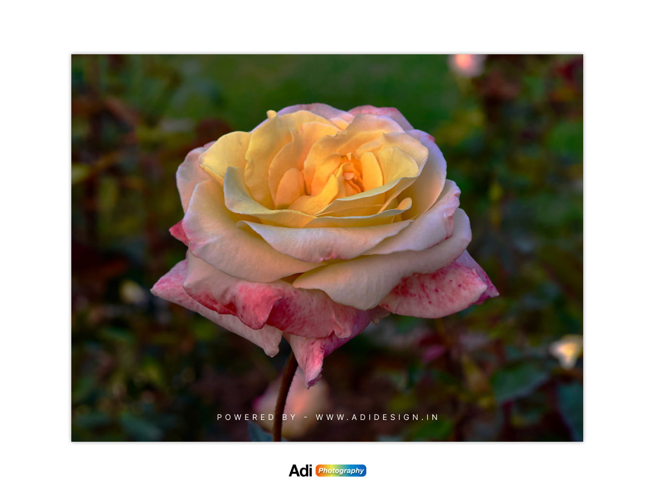 Multiple Color Rose - Pink, White, Yellow