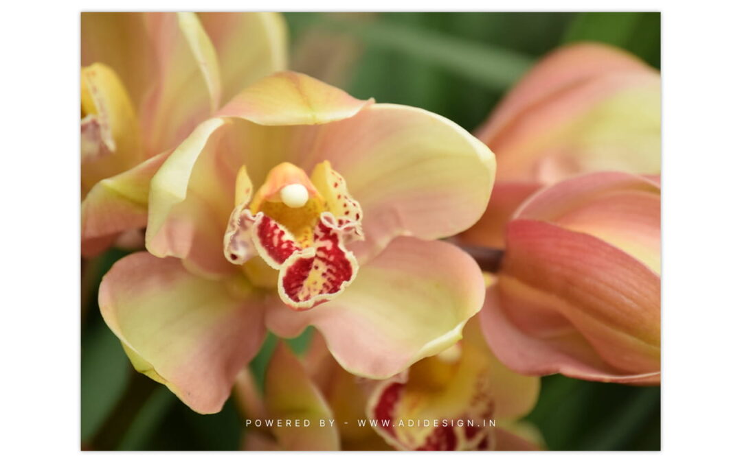 Orchid Study in Amber