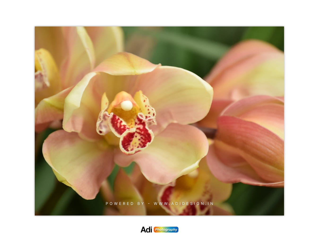 Cymbidium Orchid