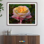 Multiple Color Rose - Pink, White, Yellow
