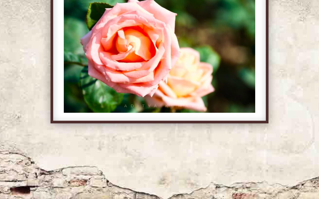 Two Roses Blush and Coral