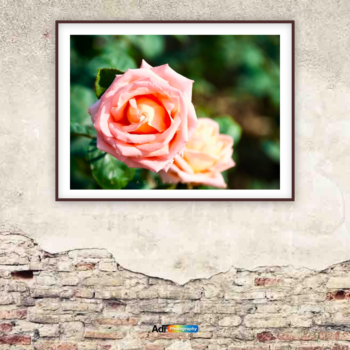 Roses Blush and Coral