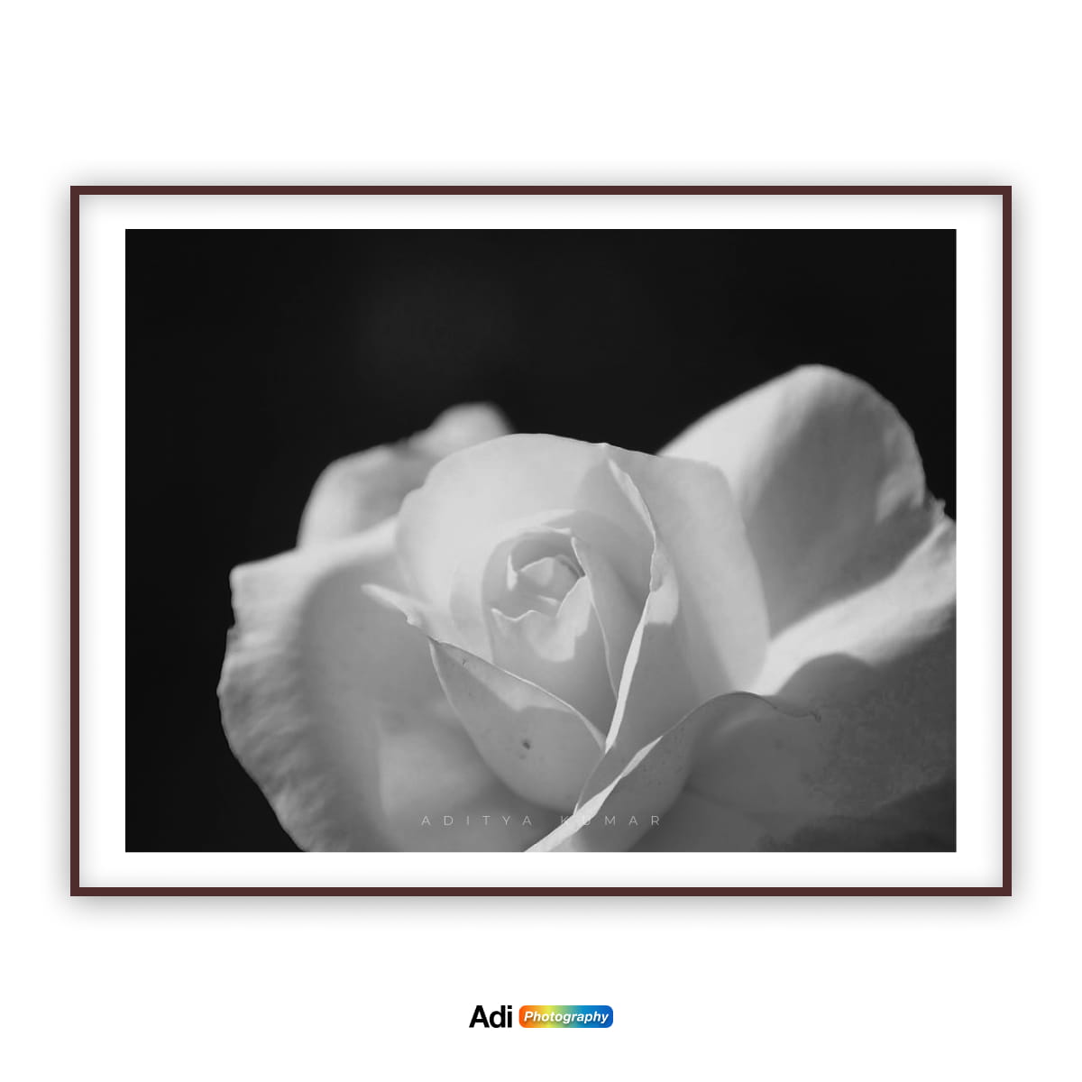 White Rose in Shadow