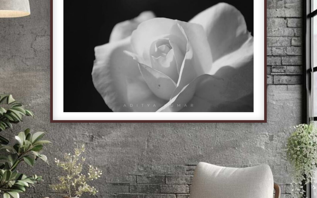 White Rose in Shadow