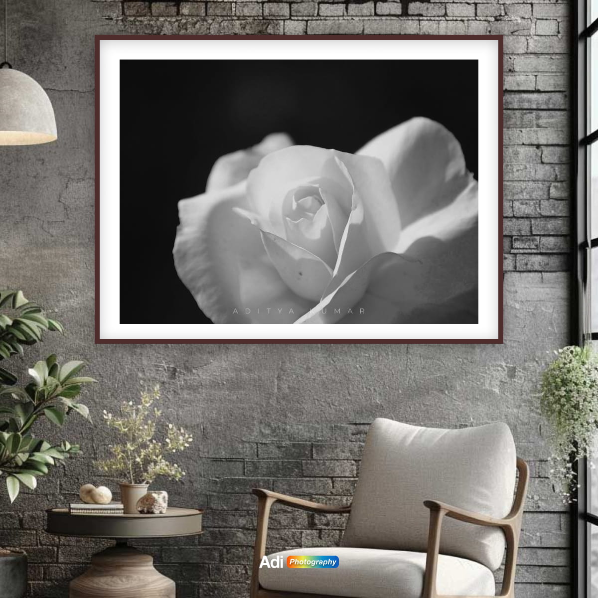 White Rose in Shadow