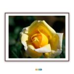 Yellow Rose, Open