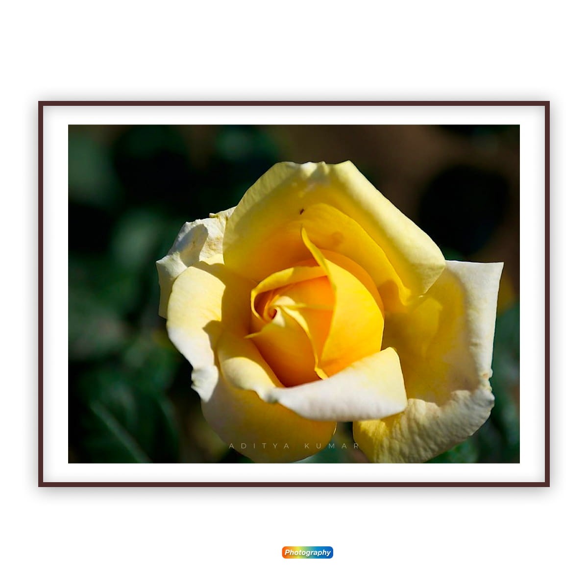 Yellow Rose, Open