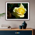 Yellow Rose, Open