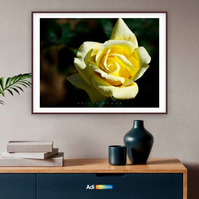 Yellow Rose, Open
