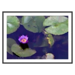 Blue Water Lily