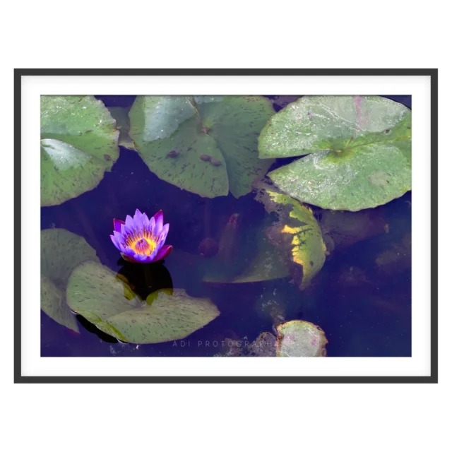 Blue Water Lily