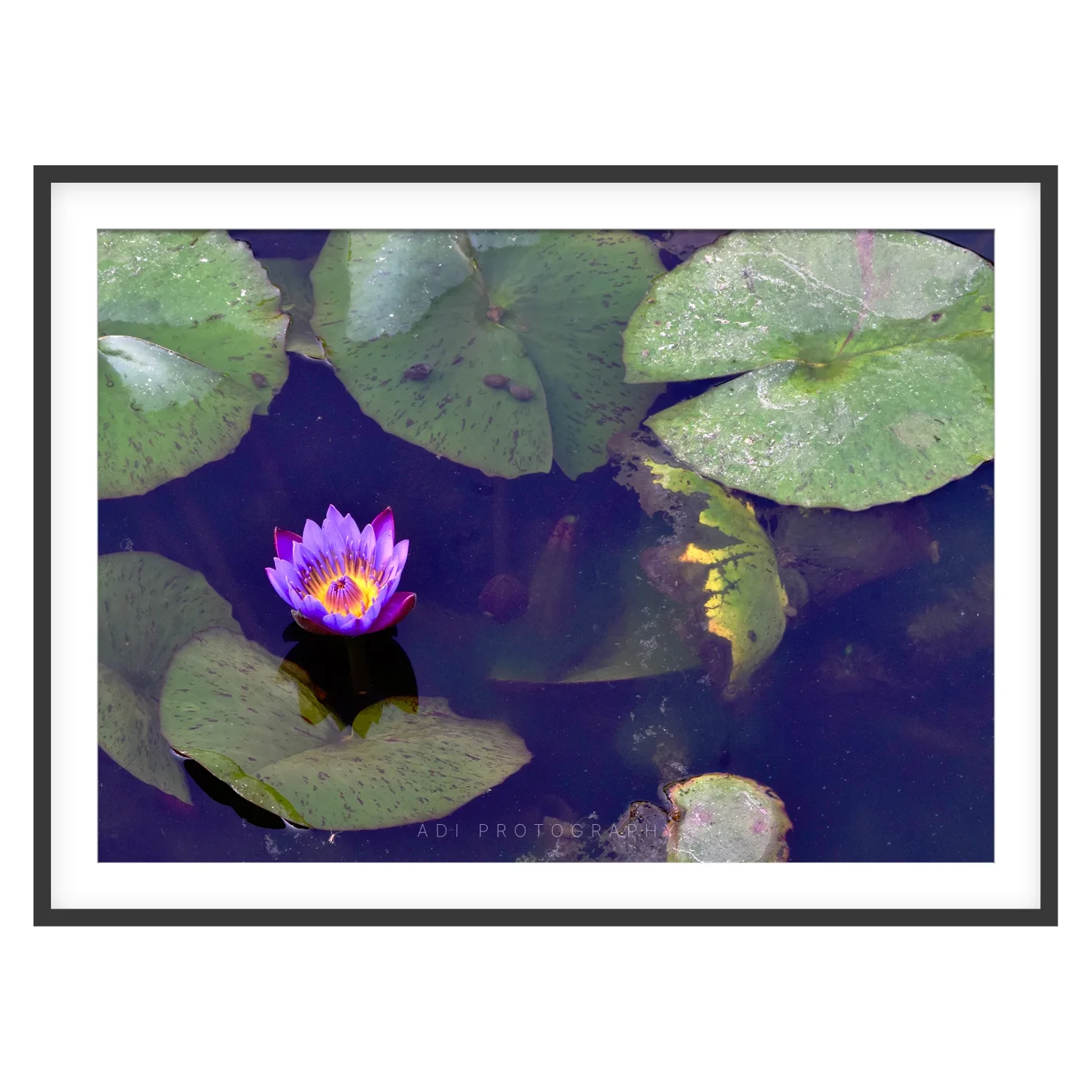 Blue Water Lily