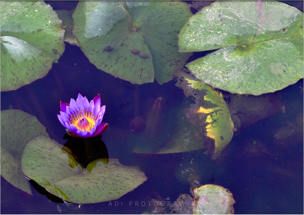 Blue Water Lily